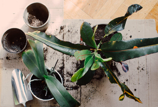 Repotting Your Plants! - The Leafy Branch