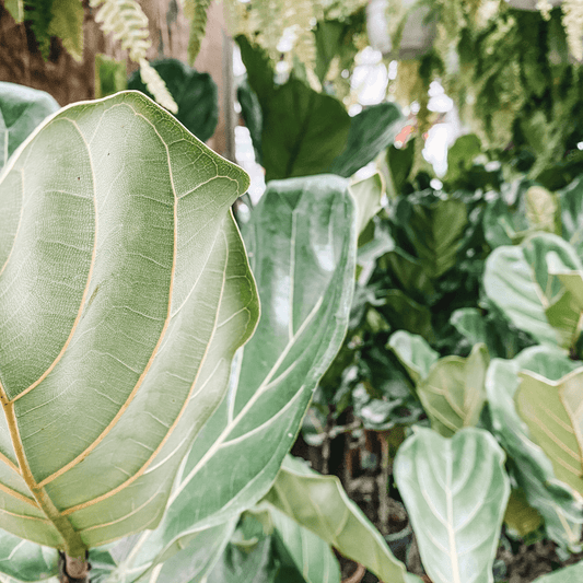 What is in Your Soil? - The Leafy Branch