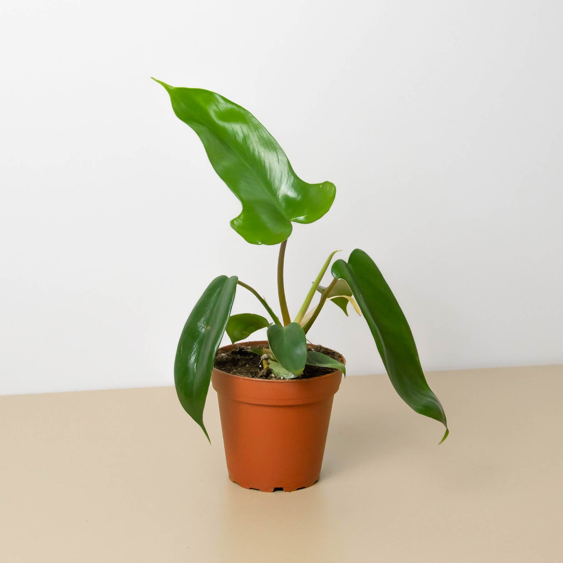 philodendron branching Philodendron 'Florida Green'