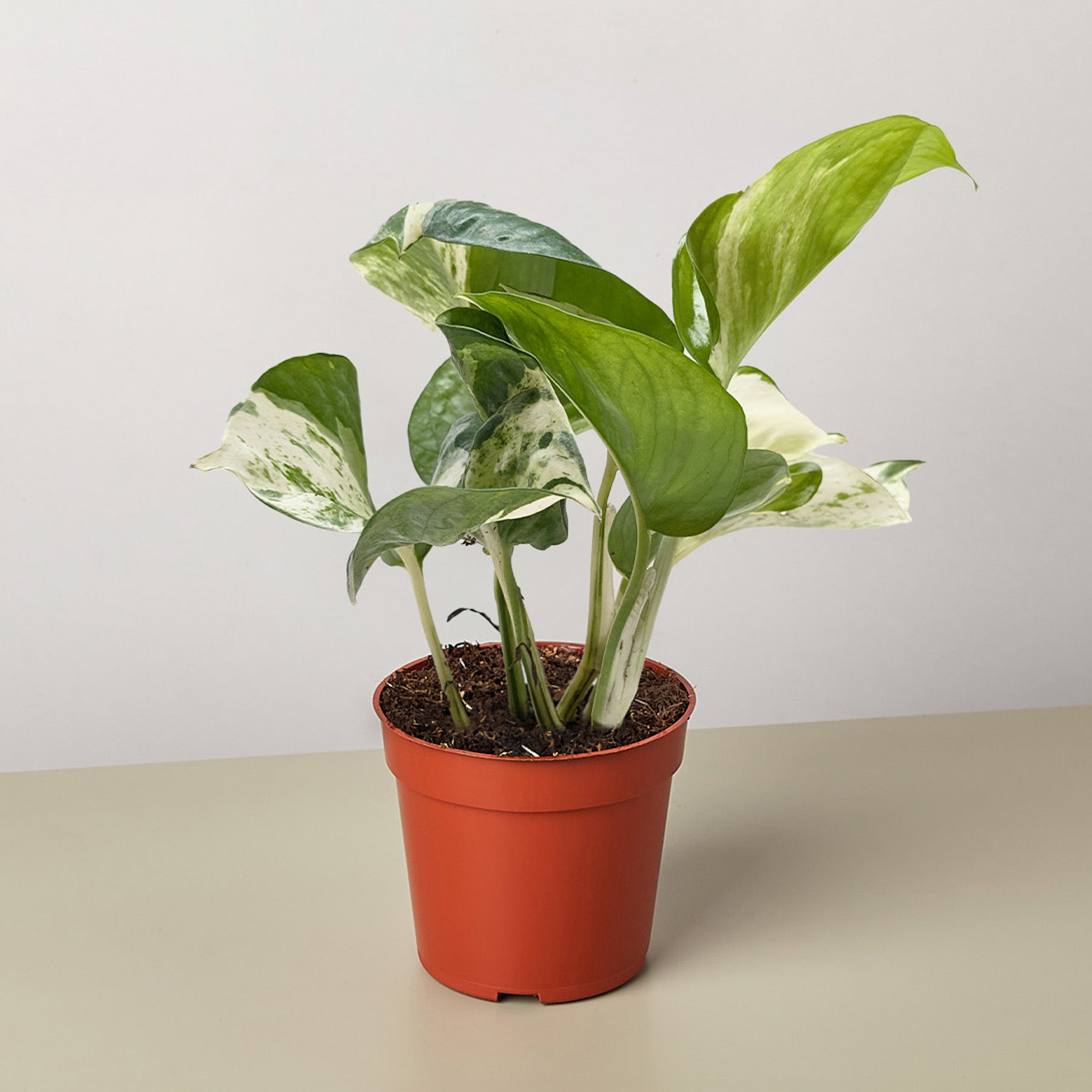 Pothos 'Manjula' – The Leafy Branch