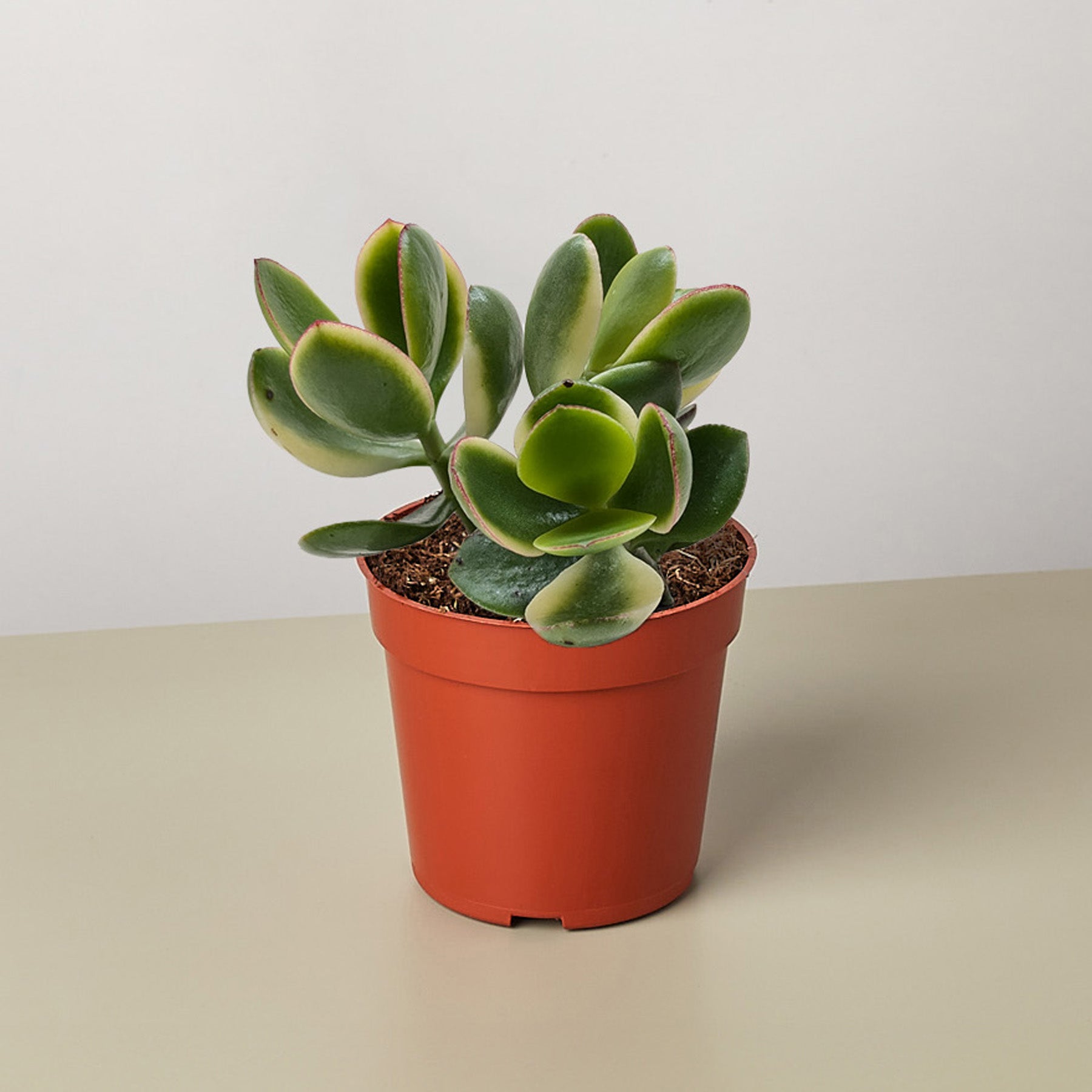 Succulent Crassula Jade Variegated – The Leafy Branch