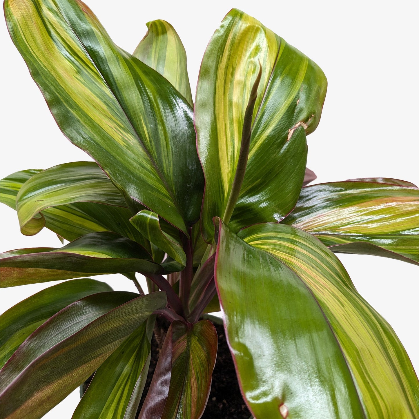 Cordyline Willies Gold