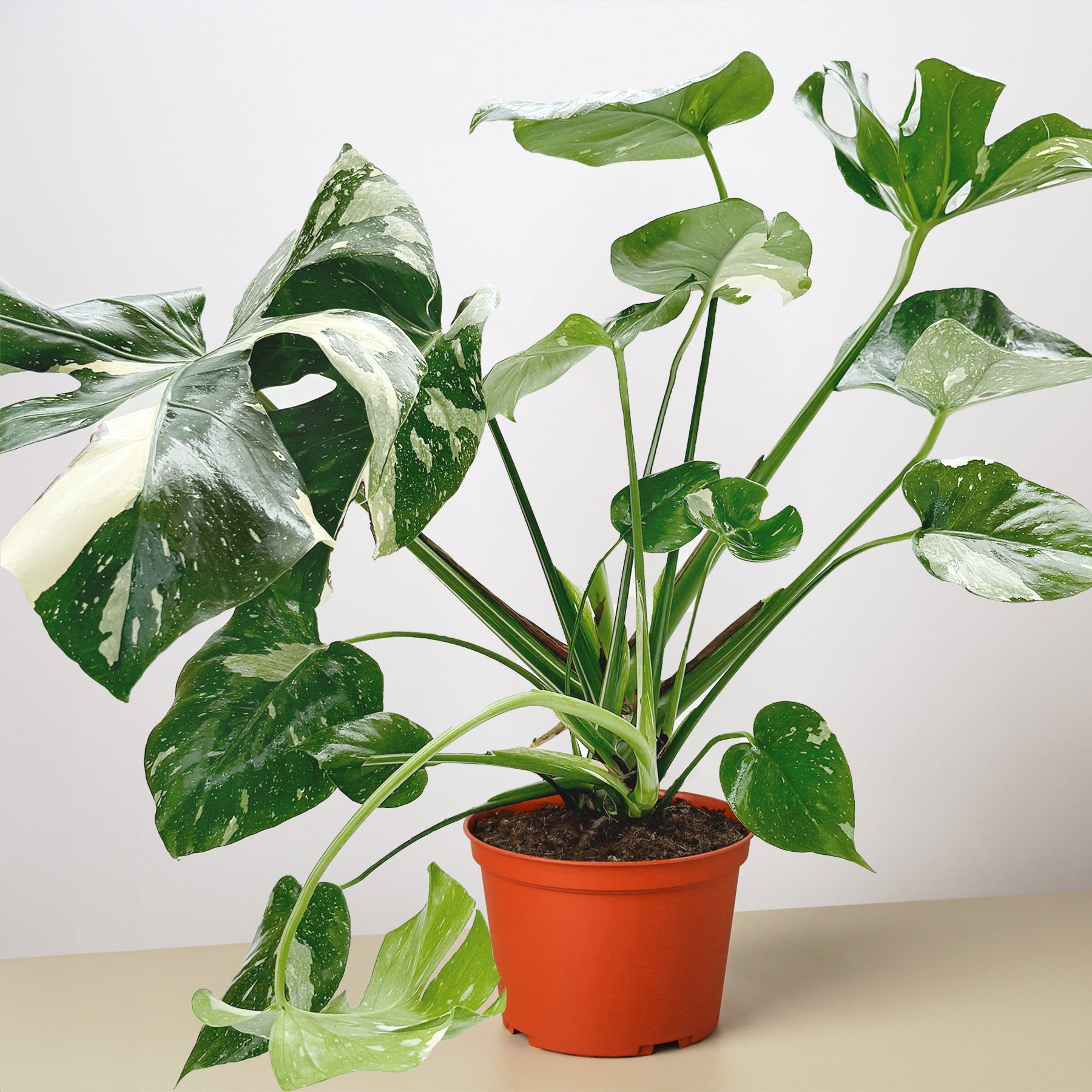 Monstera Thai Constellation