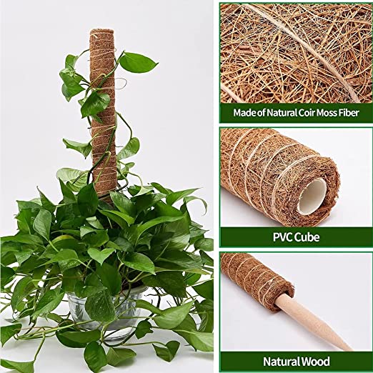 moss pole vs stick Moss Pole – The Leafy Branch