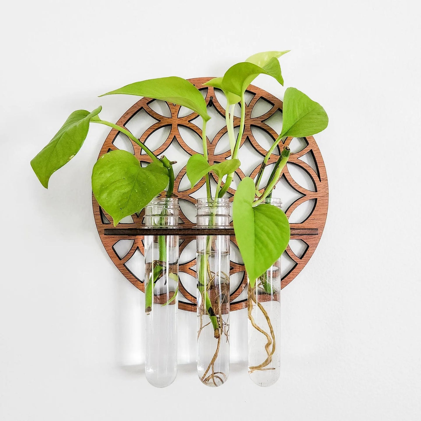 Moon Phase Propagation - The Leafy Branch