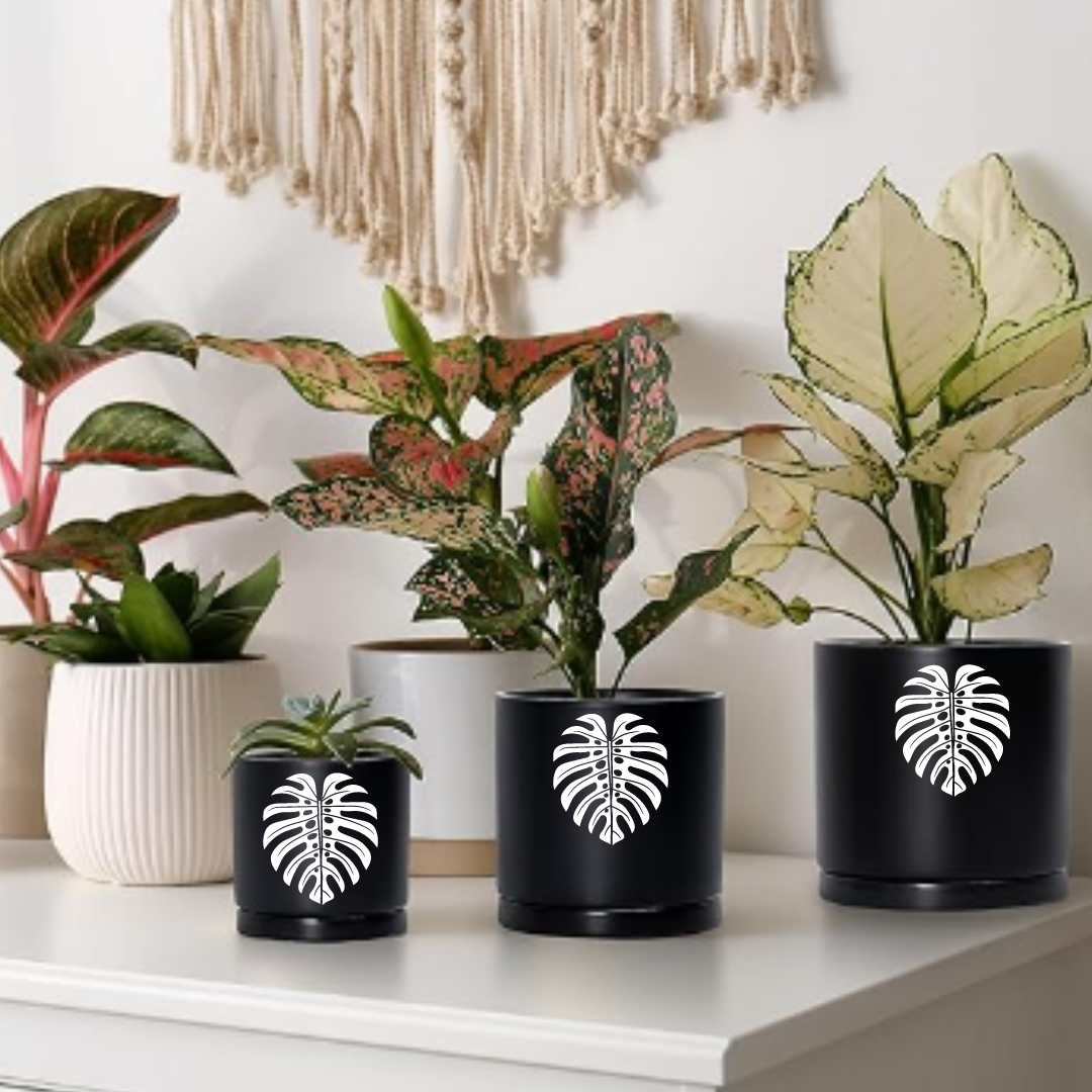 Signature Ceramic Monstera Planter- Black