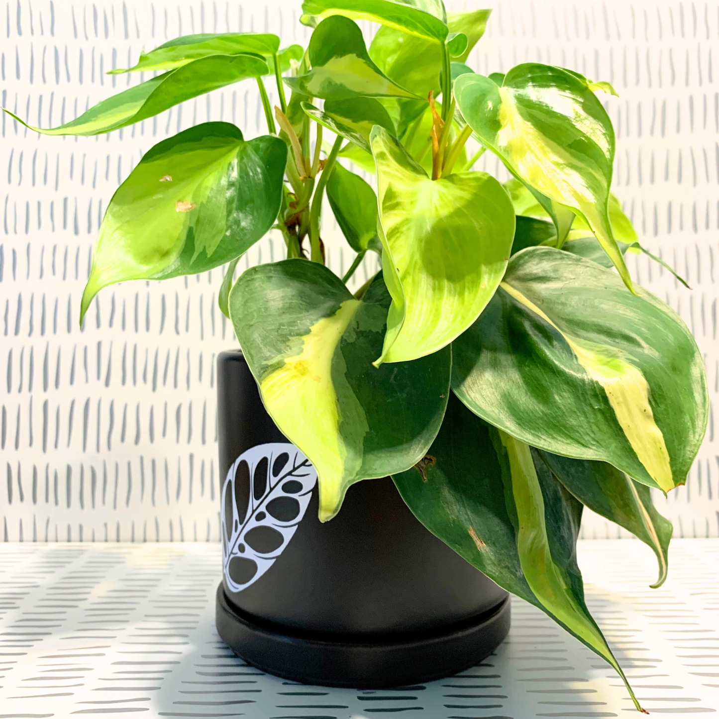 Signature Ceramic Monstera Adansonii Planter- Black
