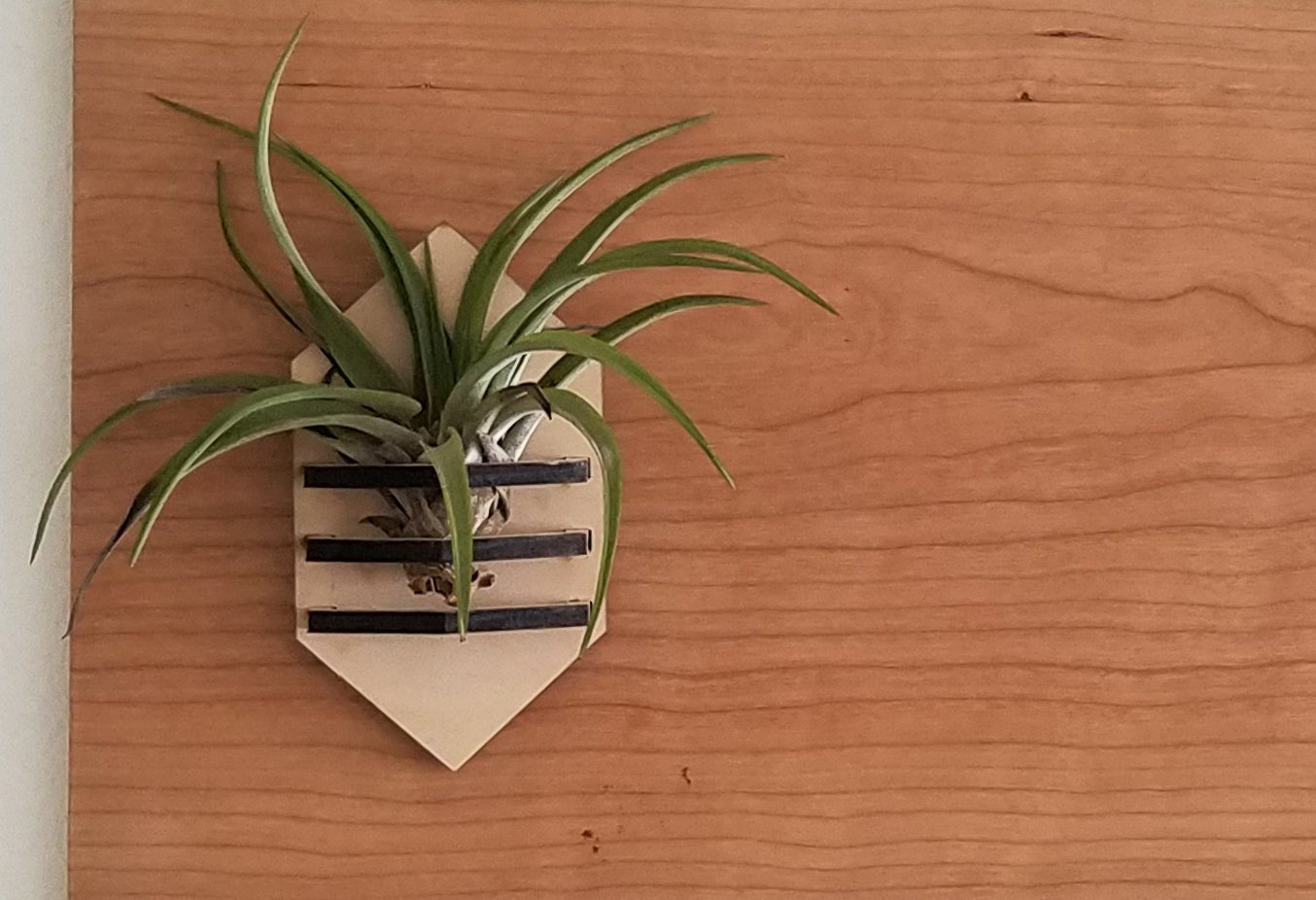 Geometric Air Plant Holder - The Leafy Branch