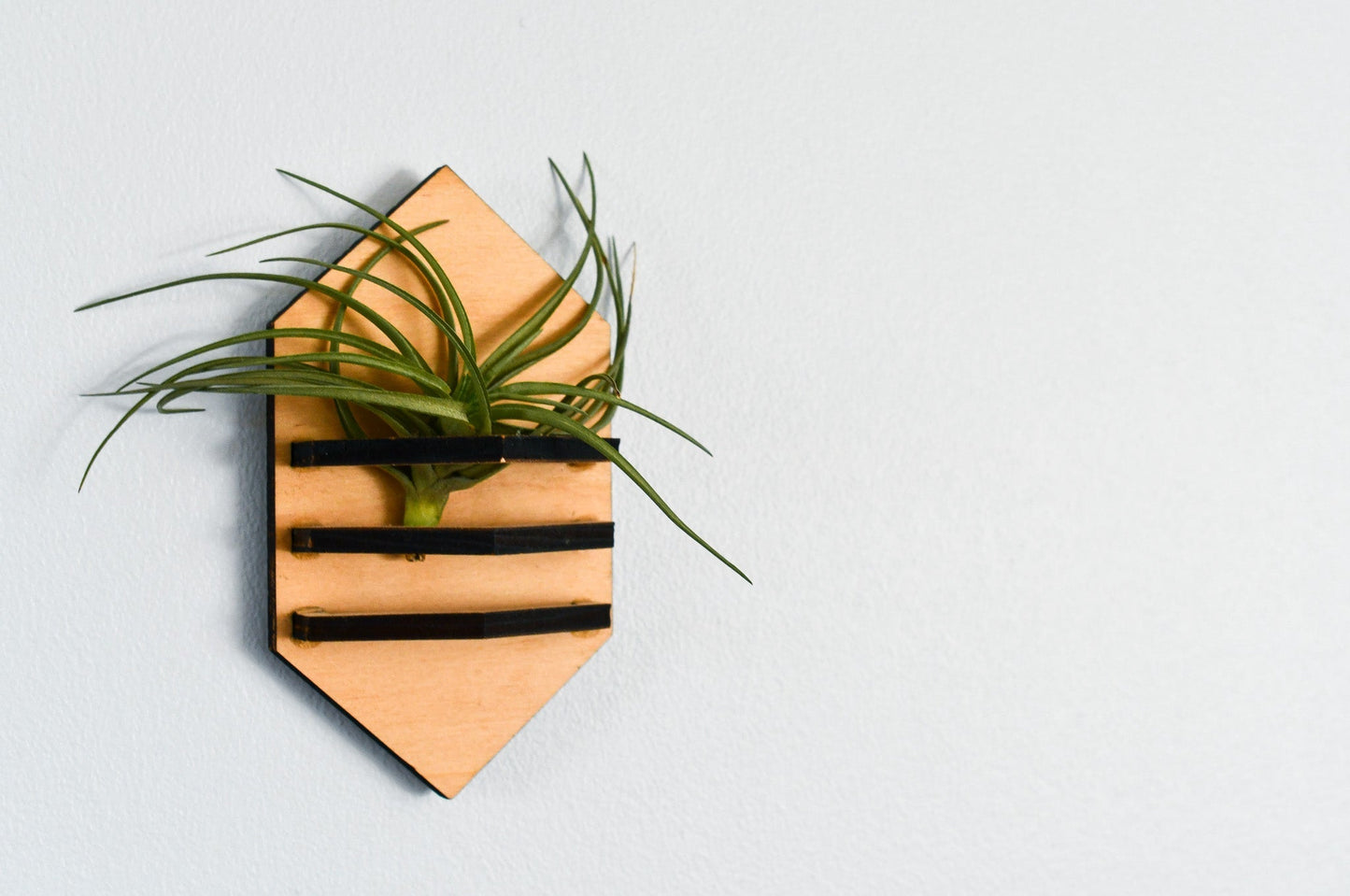 Geometric Air Plant Holder - The Leafy Branch