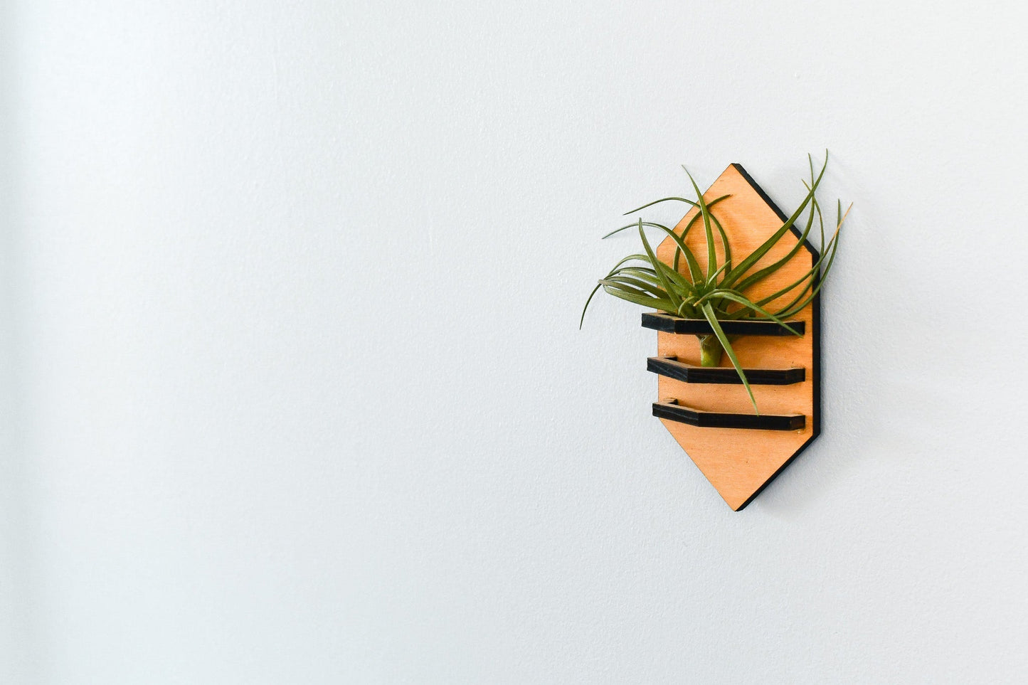 Geometric Air Plant Holder - The Leafy Branch