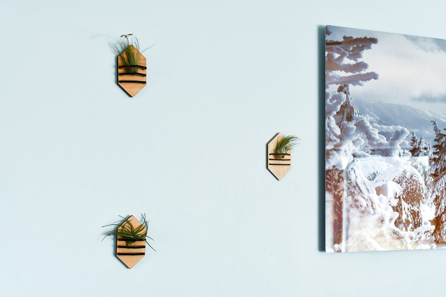 Geometric Air Plant Holder - The Leafy Branch