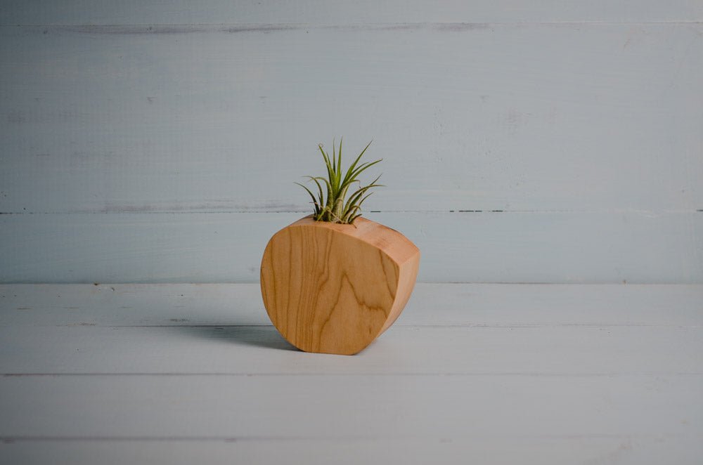 Little Air Plant Holder - The Leafy Branch