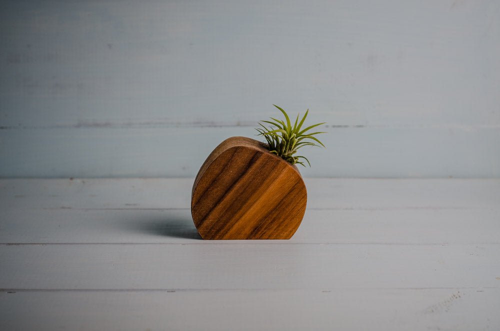 Little Air Plant Holder - The Leafy Branch