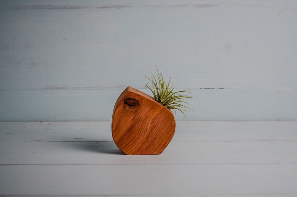Little Air Plant Holder - The Leafy Branch