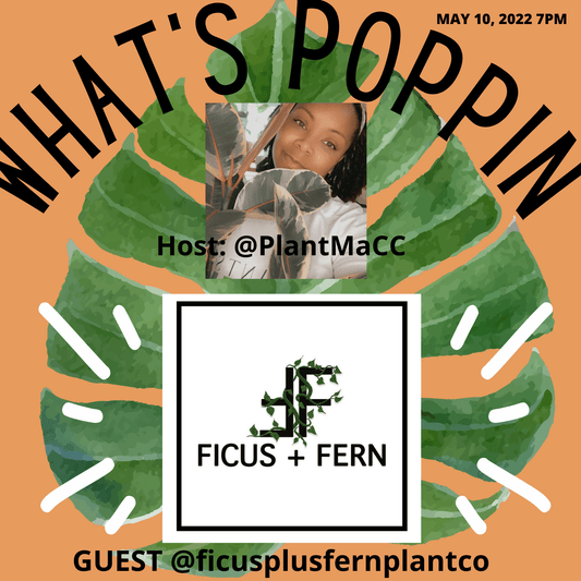 WHAT'S POPPIN- EPISODE 13 - The Leafy Branch