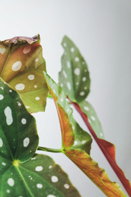 Caring for your Begonia - The Leafy Branch