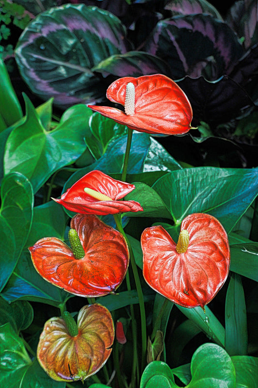 Caring for your Anthurium - The Leafy Branch