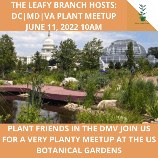 The Leafy Branch hosts: DMV PLANT MEETUP 6/11/22 - The Leafy Branch