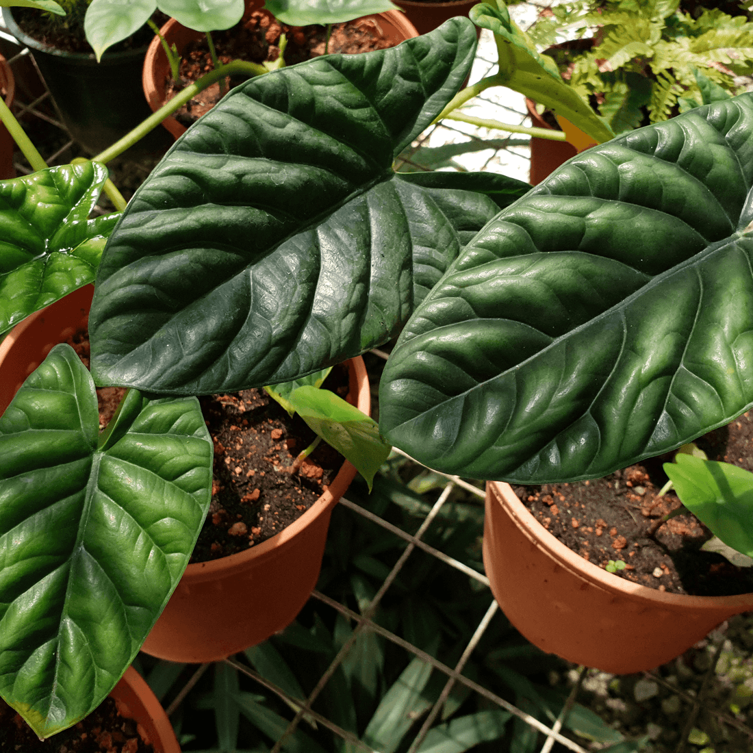 Caring for your Alocasia - The Leafy Branch
