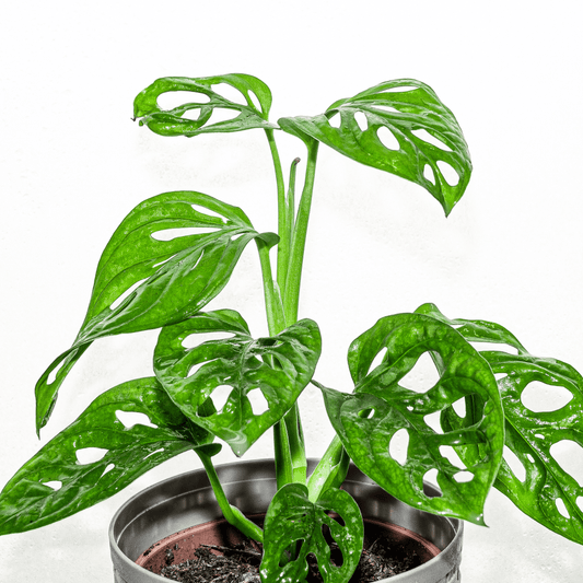 Caring for your Monstera Adansonii - The Leafy Branch