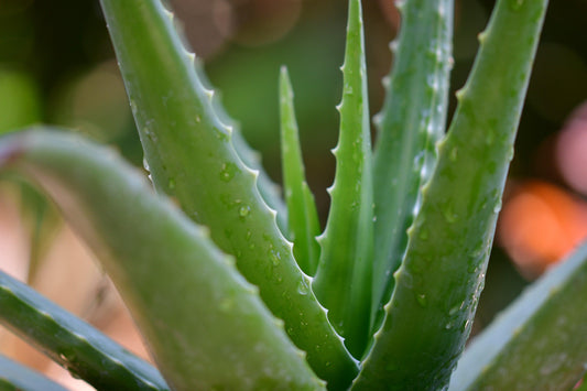 Caring for your Aloe - The Leafy Branch