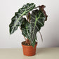 Alocasia Polly 'African Mask'