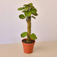 Aralia Fabian Stump 'Polyscias Scutellaria'