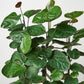 Aralia Fabian Stump 'Polyscias Scutellaria'