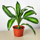 Dracaena 'Massangeana'