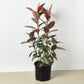 Ficus Elastica 'Ruby Pink'