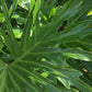 Philodendron 'Lickety Split' - 8" Pot