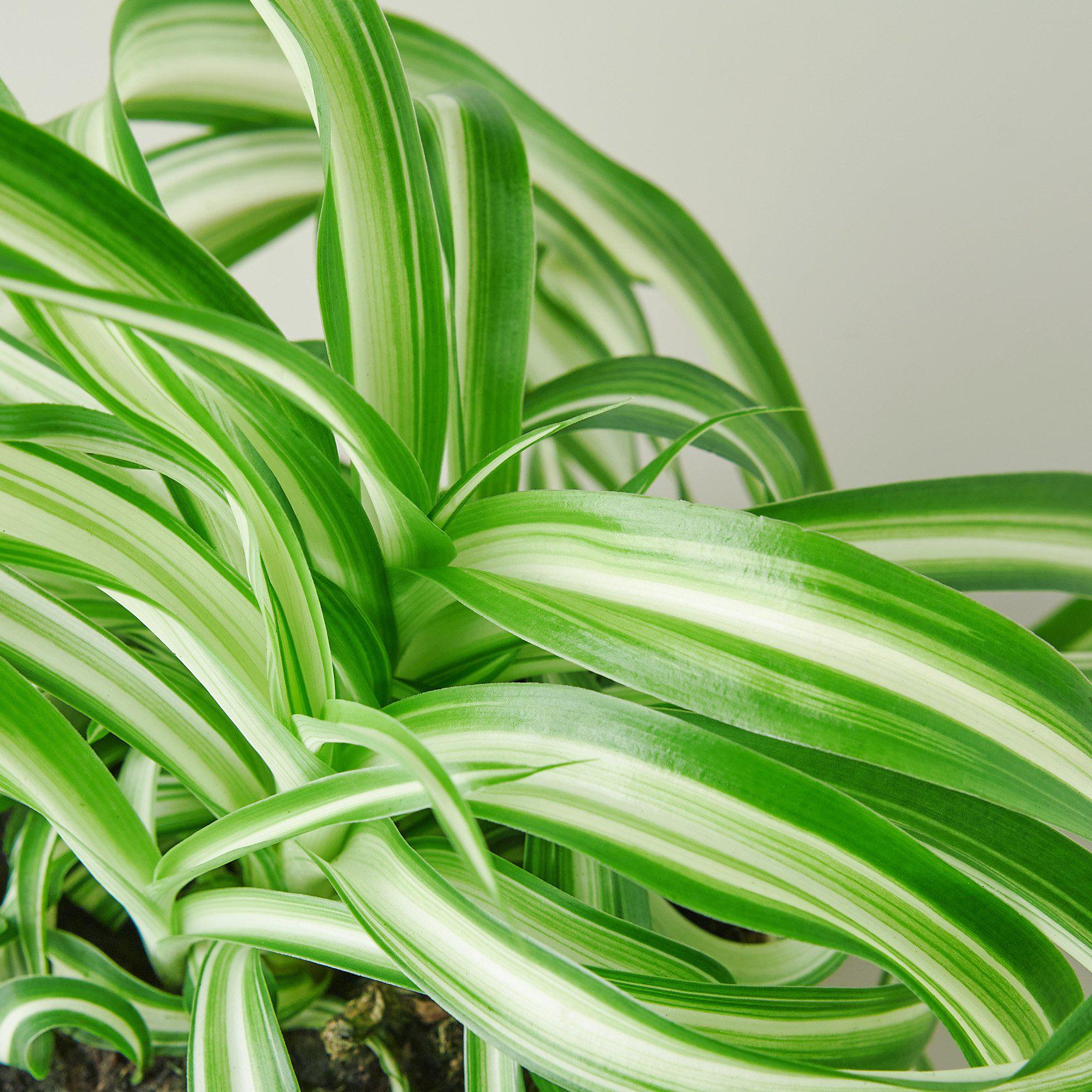 where to buy spider plants Curly Spider Plant 'Bonnie' for Sale