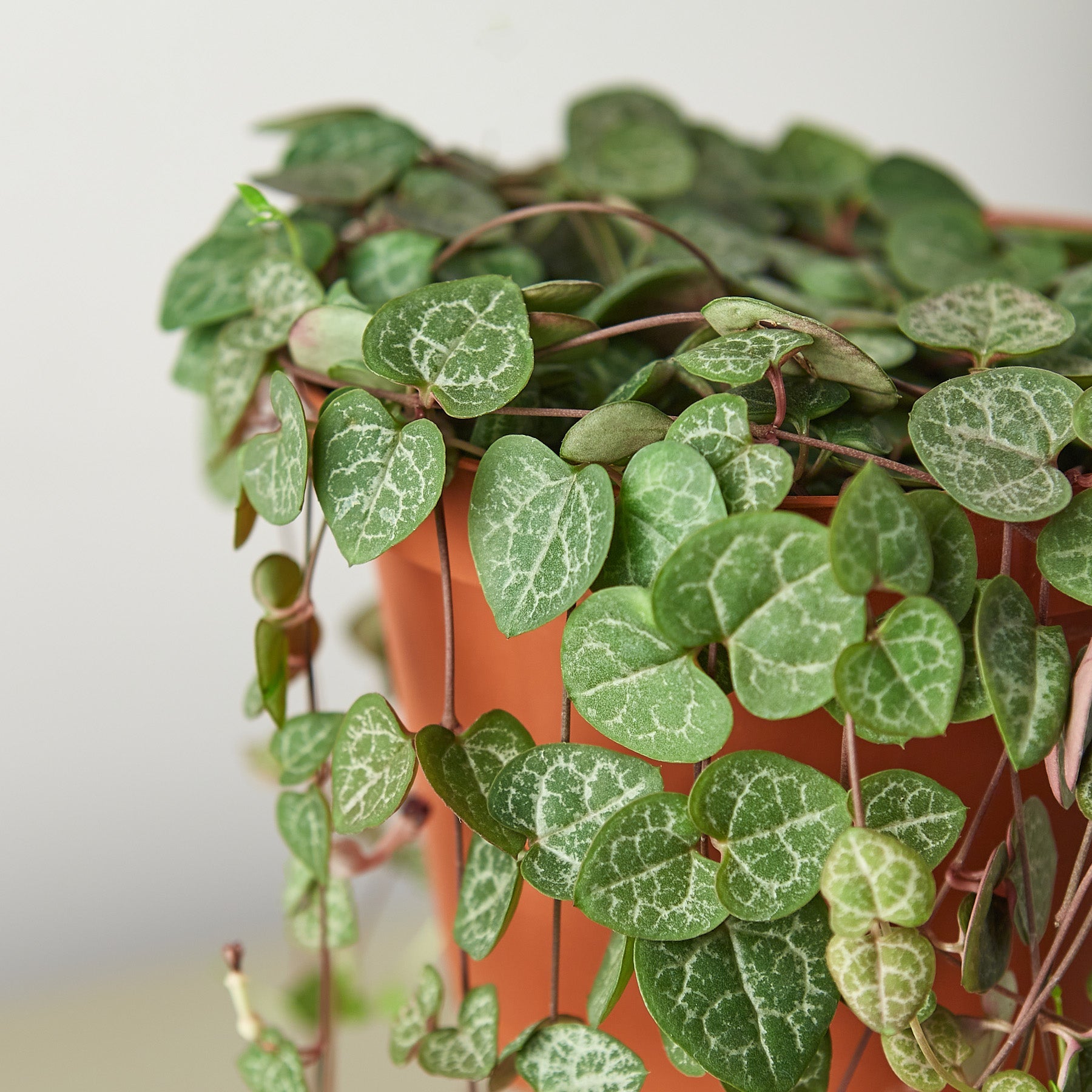 leafy succulent plant Succulent 'String of Hearts' 6" Pot