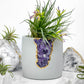 AMETHYST AURA PLANTER - 4in