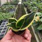 Snake Plant 'Black Gold'