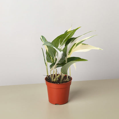 Pothos 'Mutant Manjula'