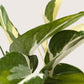 Pothos 'Mutant Manjula'