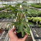 Schefflera Arboricola