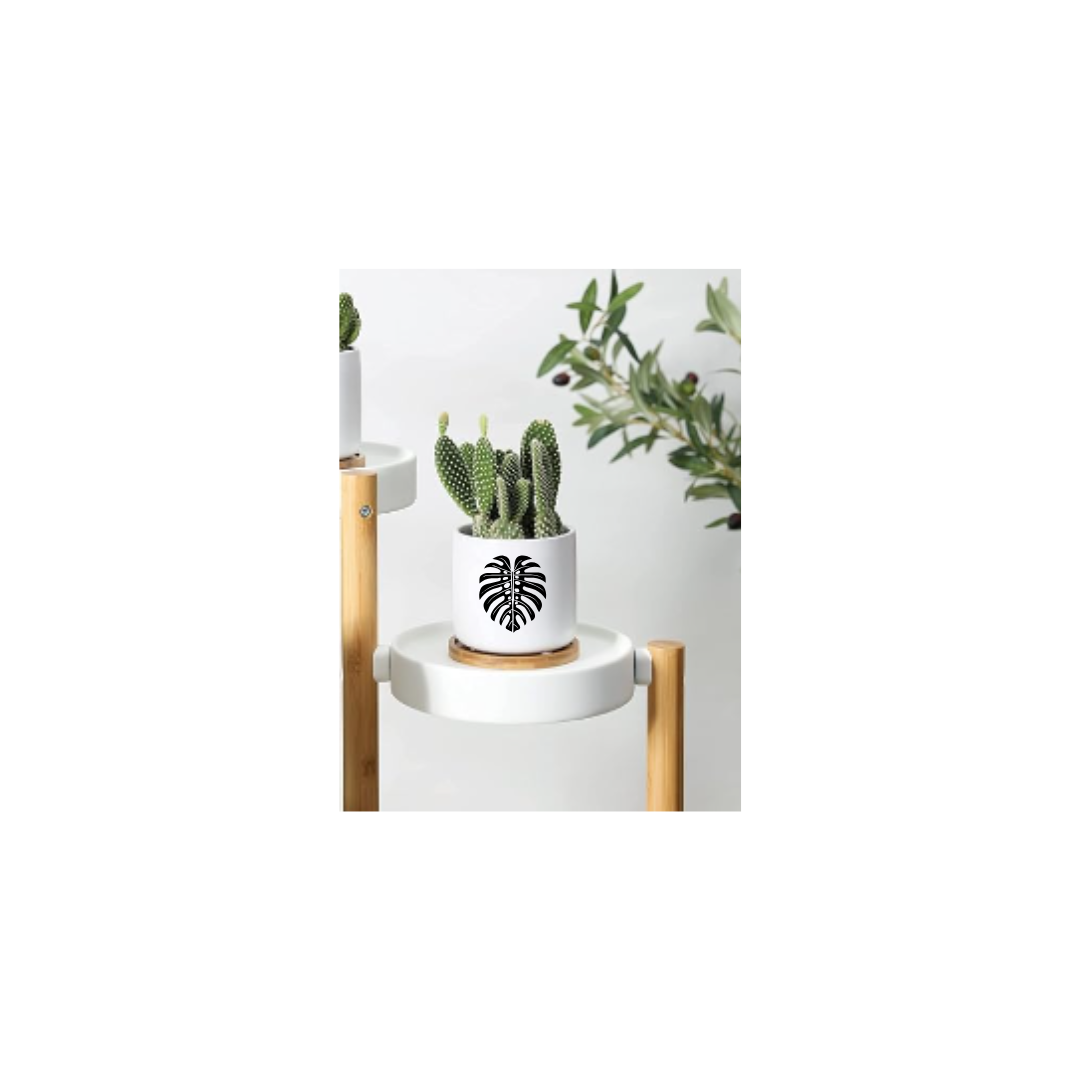 Monstera Ceramic 3in Pots