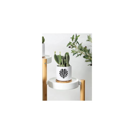 Monstera Ceramic 3in Pots