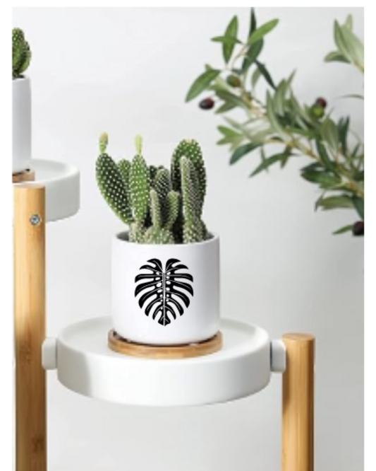 Monstera Ceramic 3in Pots