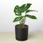 Monstera Adansonii 'Swiss Cheese'