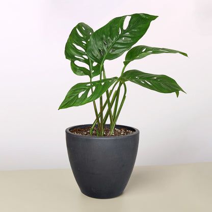 Monstera Adansonii 'Swiss Cheese'