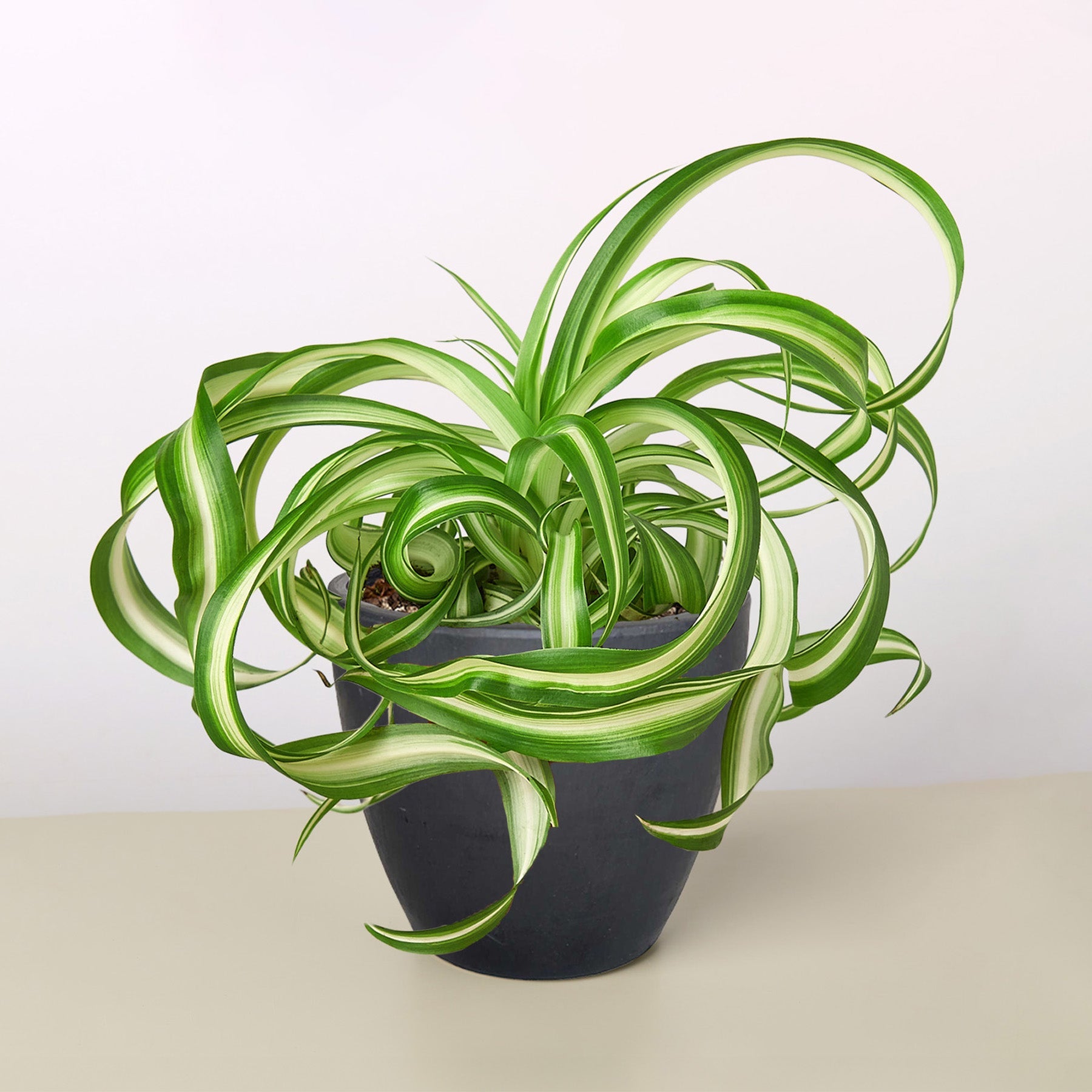 Bibiy リボンジレB. GARDEN TOPフラワー エンブロイダリー Spider Plant 'Bonnie' – The Leafy Branch