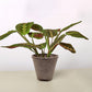 Maranta 'Red Prayer'