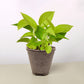 Pothos 'Neon'