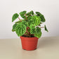 Peperomia 'Ripple'