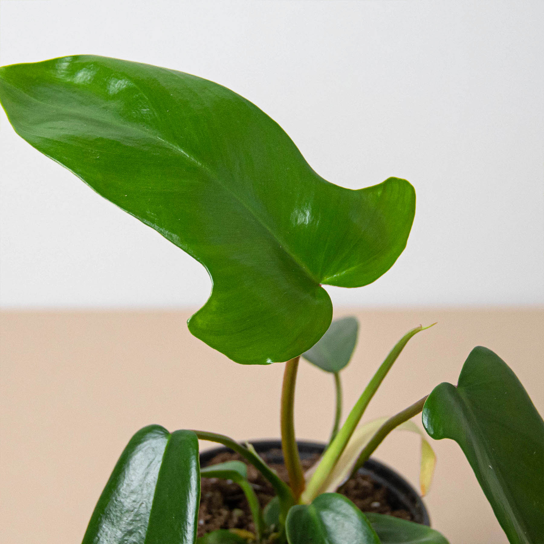 philodendron branch Philodendron 'Florida Green'