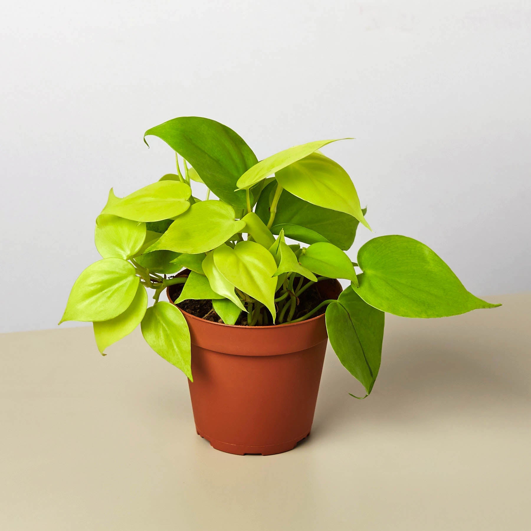 panda succulent plant Panda Plant Kalanchoe