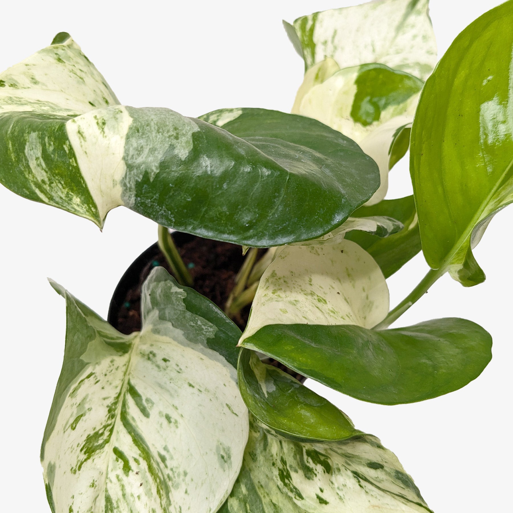 manjula pothos trailing Pothos Manjula